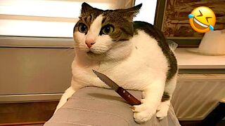The most hilarious dogs and cats