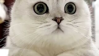 Cute cat behavior