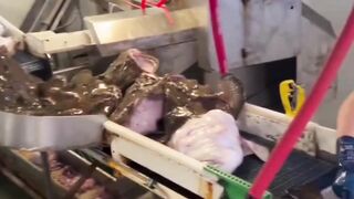 Menangkap ikan ini bukan hal yang mudah