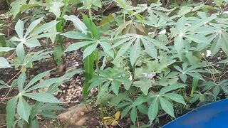 kebun singkong