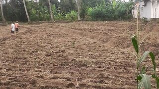 kebun jagung