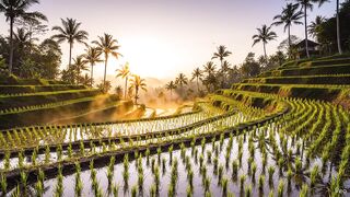 view of rice fields in the cool morning