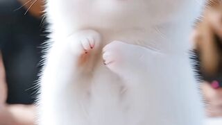 Kucing lucu