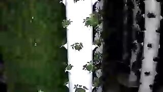 Maximizing oregano cultivation by growing up to 52 bunches of oregano per aeroponic tower oregano