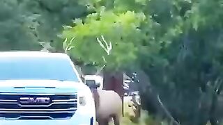 Angry Father Deer Calls Out to People For Help With His Baby animalrescue lovestory deer