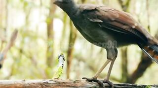Rare Bird Sounds  Youve Never Heard Before!  is Almost Extinct!