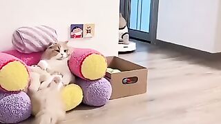 A cute little cat
