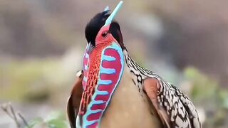 Temmincks Tragopan bird facts.