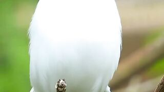 Nearly extinct, protected bird