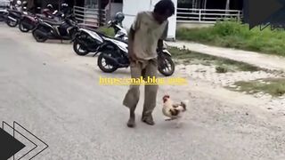 Kejar-kejaran Seru Bareng Ayam, Siapa yang Menang?