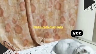 Kucing vs Mainan Tentara! Siapa Takut?