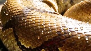Giant Snake Encounter! Abandoned Bus on the Cliff Jungle Horror Fantasy