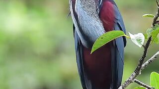 Agami stork facts