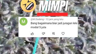 Modal 5 JUTA ingin jadi JURAGAN lele Jangan MIMPI