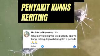 Penyakit KUMIS KERITING ikan leleBegini cara mengobatinya