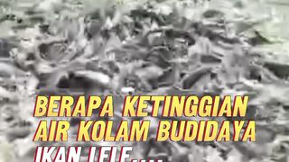 Berapa tinggi air kolam ikan lele segmen pembesaran