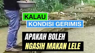 Saat kondisi GERIMIS apakah boleh Ngasih makan ikan lele