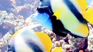 Relaxation music Underwater view Marine animals