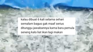 6 Kali sehari ngasih MAKAN lele BAGUS atau TIDAKBegini penjelasan LOGISNYA