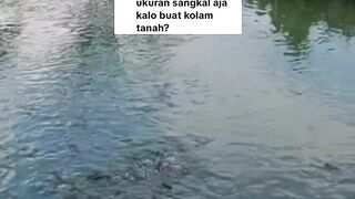6 Kali sehari ngasih MAKAN lele BAGUS atau TIDAKBegini penjelasan LOGISNYA