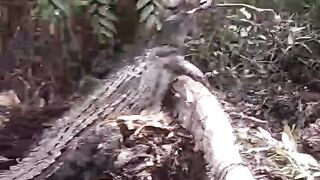BUAYA MASUK KE PERMUKIMAN