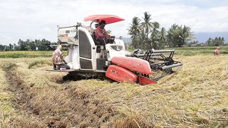 Proses panen padi tidur -Rice harvester kubota dc-70 pro