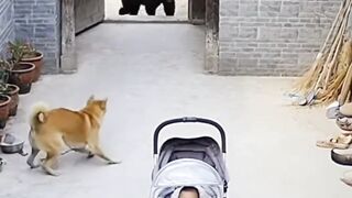 Cat rescue
