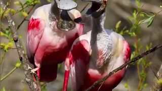 Roseate Spoonbill (Platalea ajaja) Facts.
