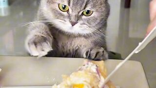 What does your cat like to eat?