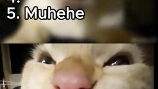 Collection of funny cat sounds