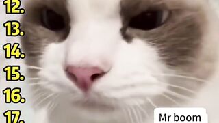 The latest collection of cute cat sounds