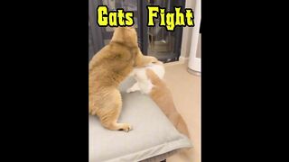 Cats Fight !!