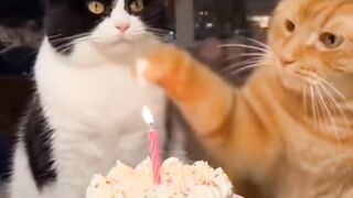 Ultah kucing