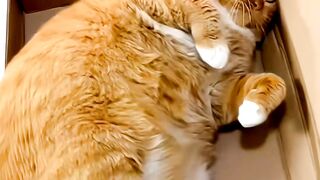 Kucing gendut lagi rebahan
