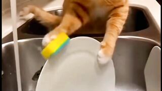 Kucing cuci pring