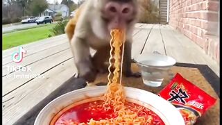 طرائف الحيوانات