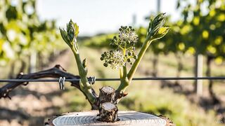grape growth