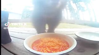 كوميدى الحيوانات