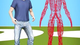 How Long Are Your Blood Vessels?