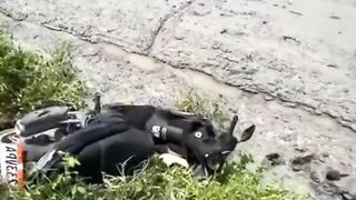 Mau ketawa takut dosa video lucu bikin ngakak hiburan warga 62