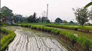 natural scenery in the rice fields of Bali