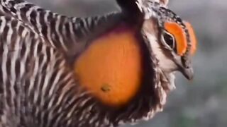 Great prairie bird facts