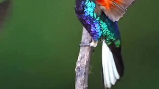 Purple Velvet Coronet Hummingbird facts