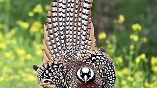 Facts about the Reeves Pheasant (Syrmaticus reevesii).