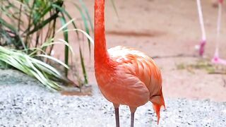 Interesting facts about flamingos