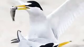 Little sea dove facts