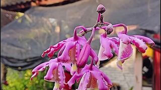 beautiful orchid