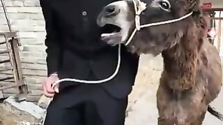 Comedy