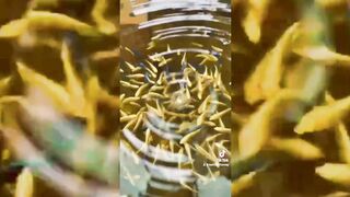 Fish | Beautiful Fish video | Beautiful Sea creature | Relaxing video | Glitter Fish