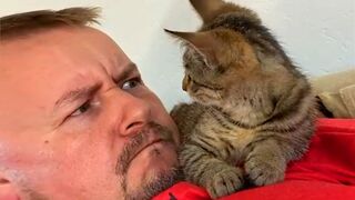 Funny Cat and Their Human will make you EXPLODE LAUGHING - Cute Cat Show Love